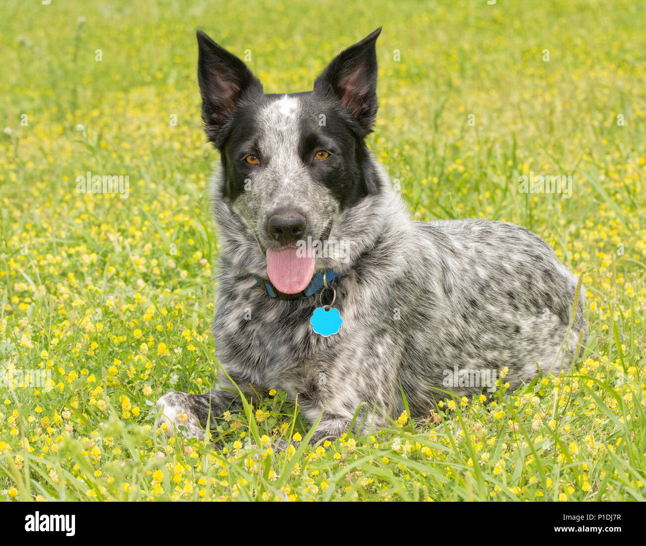 Texas Heeler dog di riposo in colore giallo brillante clover su una soleggiata giornata di primavera, guardando il visore Foto Stock