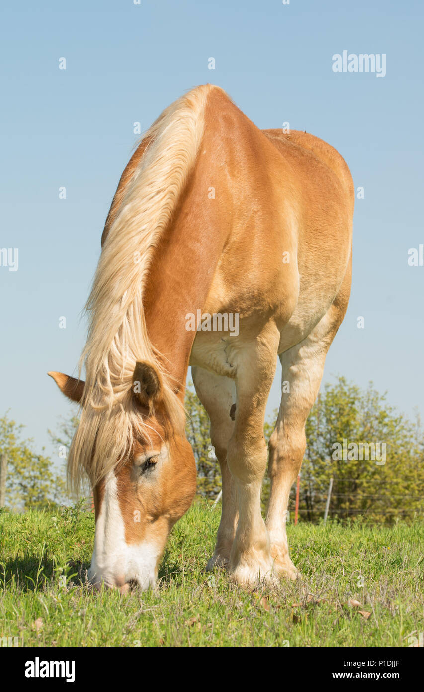 Bionda progetto belga cavallo al pascolo di erba in primavera Foto Stock