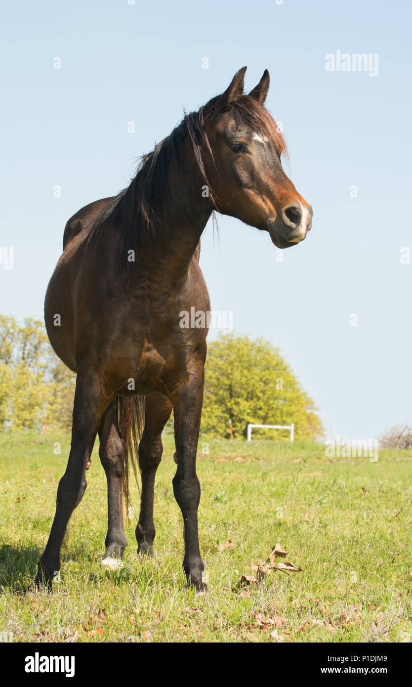 Dark bay Arabian Horse cercando di destra del viewer su un prato campo di primavera Foto Stock