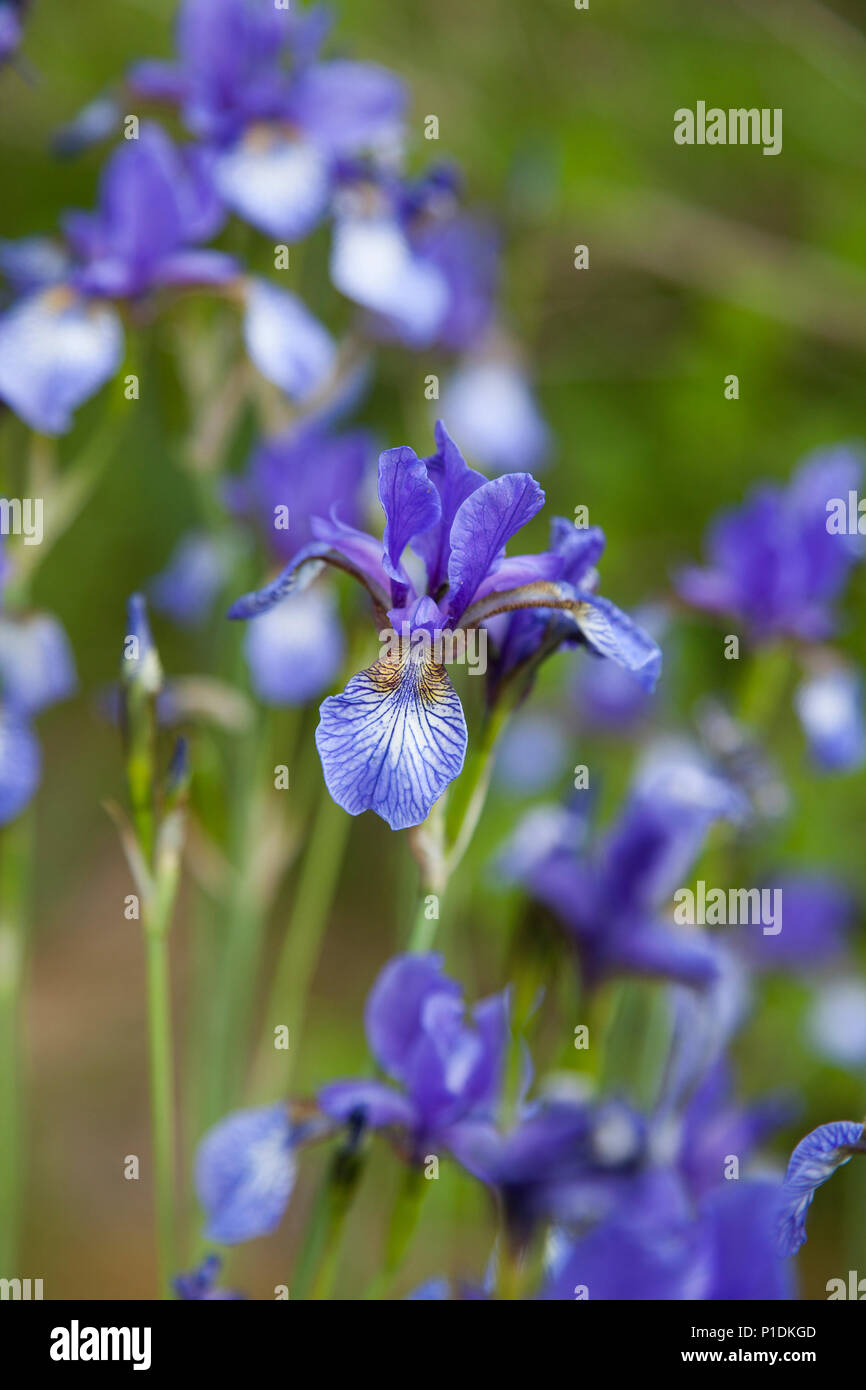 IRIS SIBIRICA 2018 Foto Stock