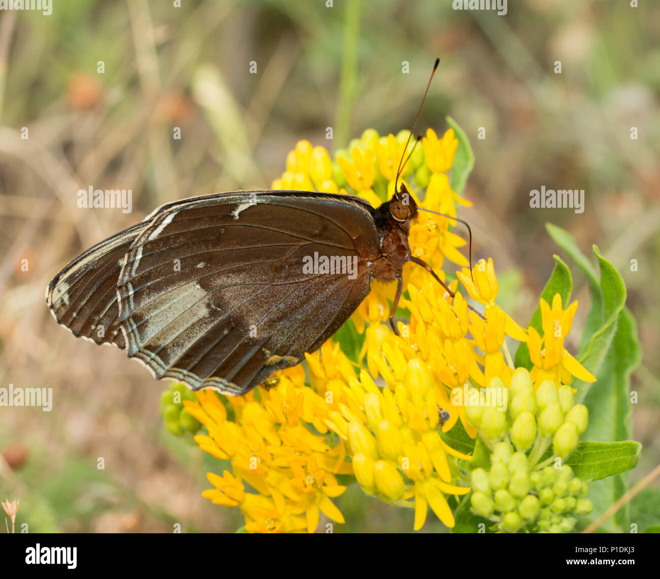Vista ventrale di una femmina di Diana Fritillary, una rara specie di farfalle, alimentazione su un giallo Asclepias tuberosa fiore Foto Stock