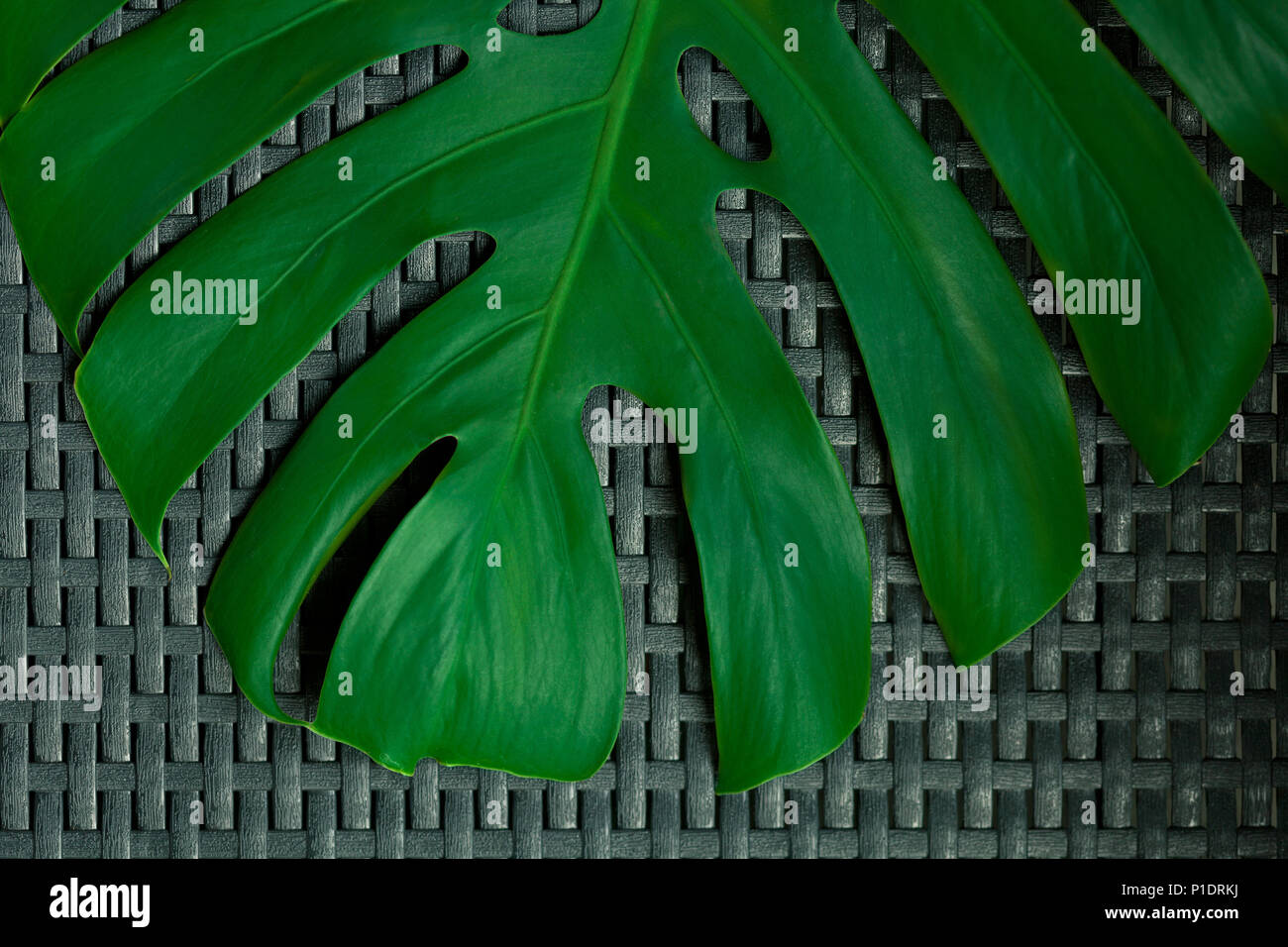 Foglia di monstera al buio su un sfondo testurizzato, product placement pronto Foto Stock