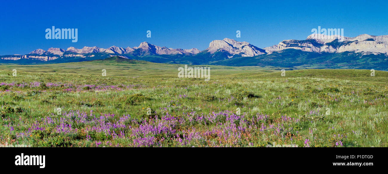 Panorama di fiori selvaggi su vasta prateria sotto il Rocky Mountain Front vicino dupuyer, montana Foto Stock