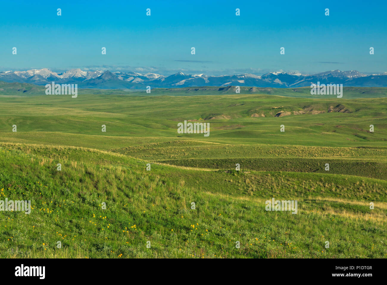 Vasta prateria sotto il Rocky Mountain Front vicino simms, montana Foto Stock