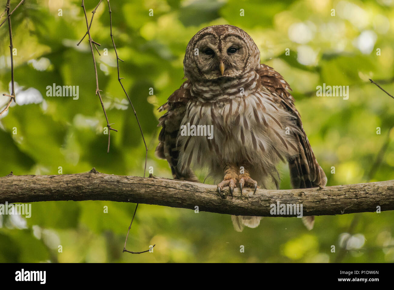 Un sbarrate allocco (Strix varia) da Est a Nord Carolina, questi uccelli si trovano in crescita vecchie foreste di latifoglie e sono più attivi di notte. Foto Stock