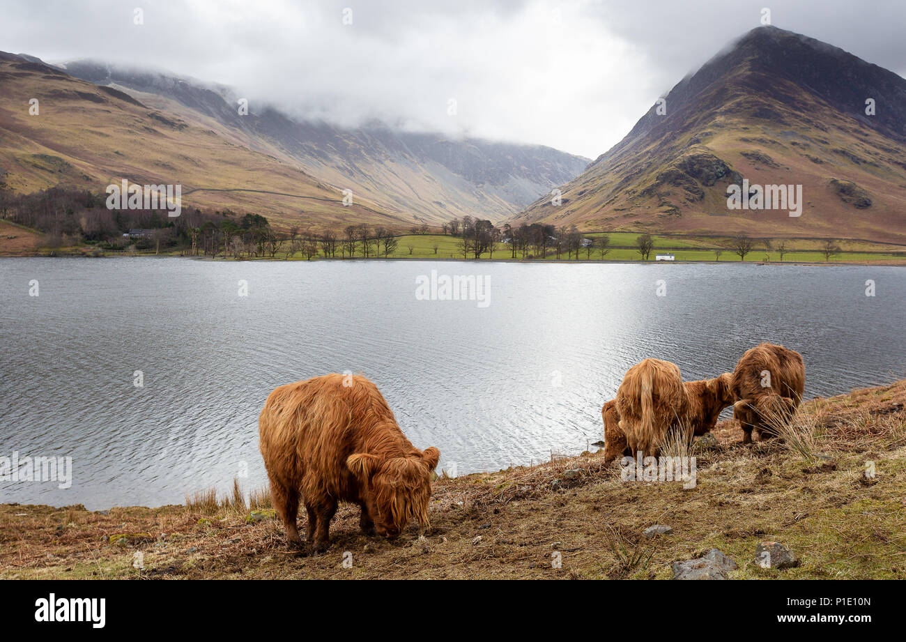 Le mucche al pascolo sulle rive del lago Buttermere nel Parco Nazionale del Distretto dei Laghi , Cumbria, Regno Unito Foto Stock