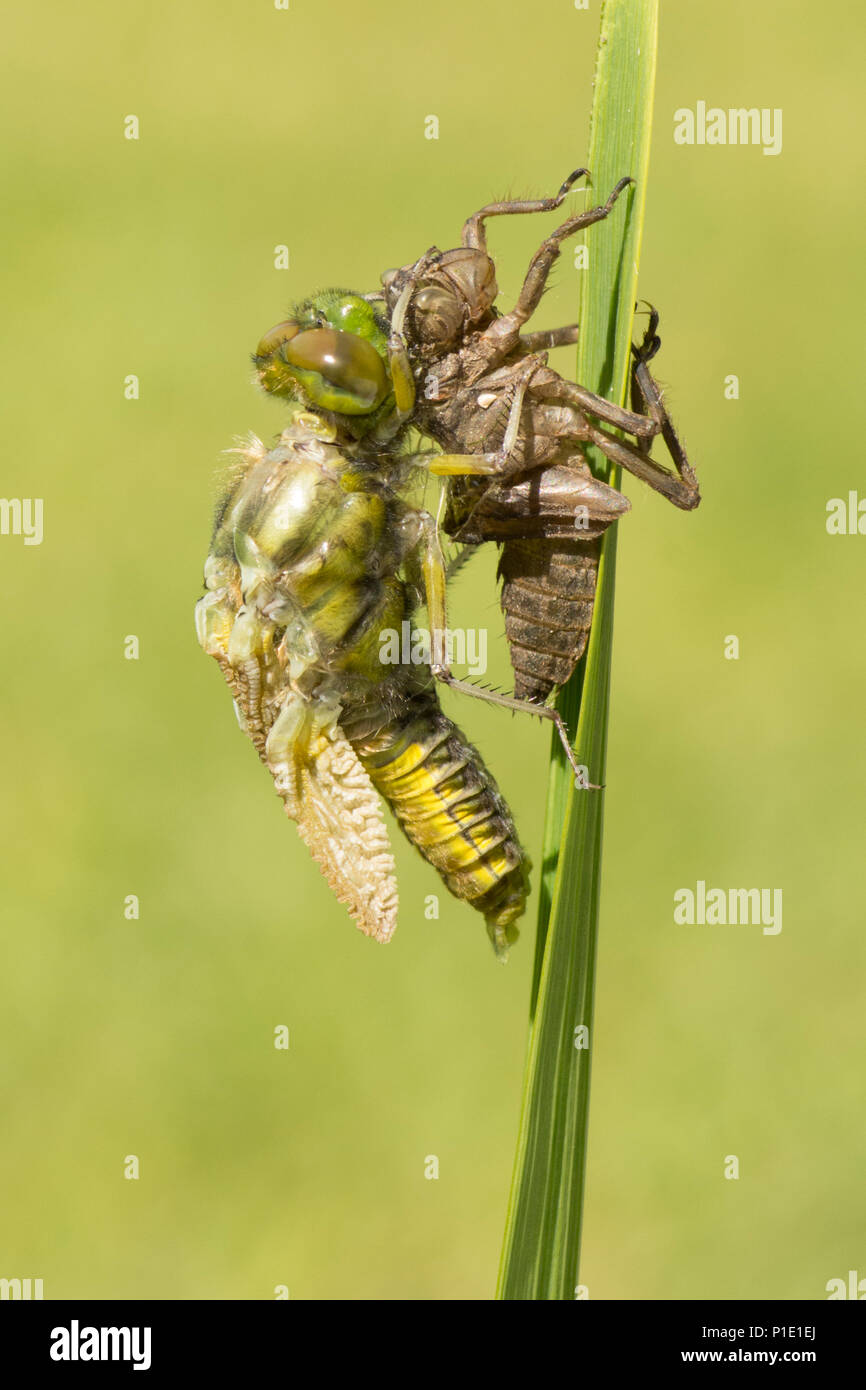 Adulto ampia corposo chaser dragonfly metamorfosi, emergente dal caso larvale. sequenza completa. esuvia, esoscheletro, Libellula depressa, Maggio, UK. Foto Stock