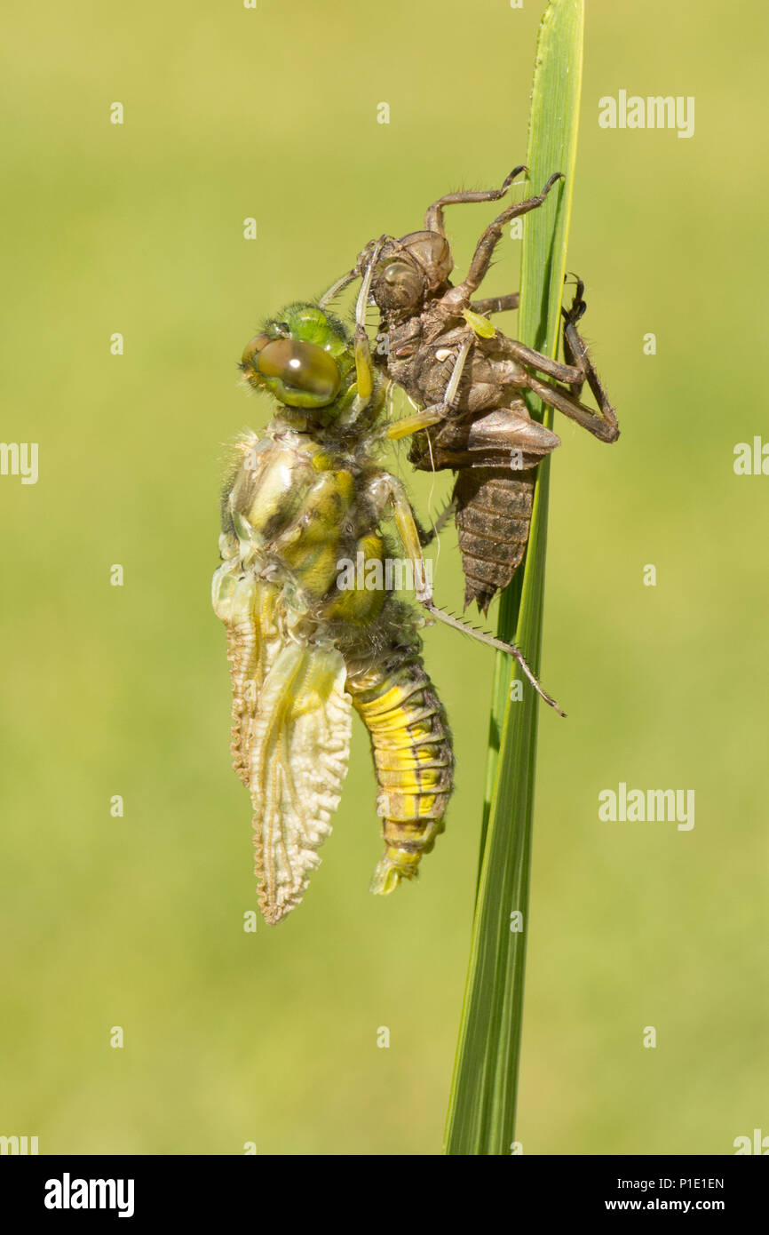 Adulto ampia corposo chaser dragonfly metamorfosi, emergente dal caso larvale. sequenza completa. esuvia, esoscheletro, Libellula depressa, Maggio, UK. Foto Stock