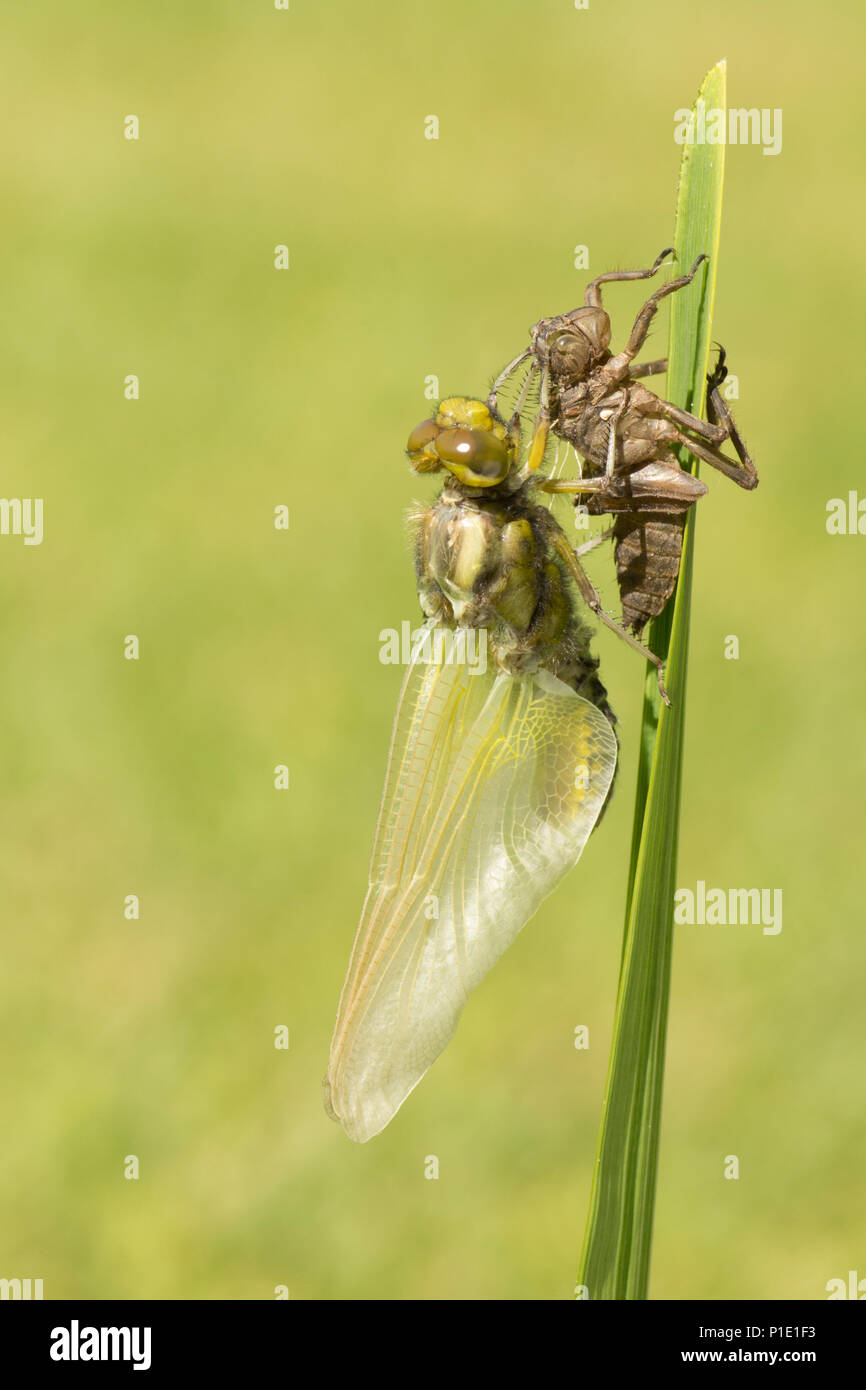 Adulto ampia corposo chaser dragonfly metamorfosi, emergente dal caso larvale. sequenza completa. esuvia, esoscheletro, Libellula depressa, Maggio, UK. Foto Stock