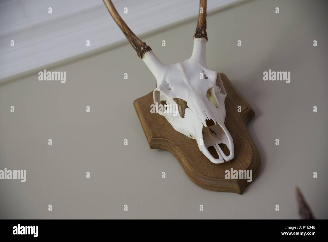 Trofeo : il cranio sbiancato e le corna di un capriolo (Capreolus capreolus) montato su una tavola di legno a scudo di placca sagomata Foto Stock