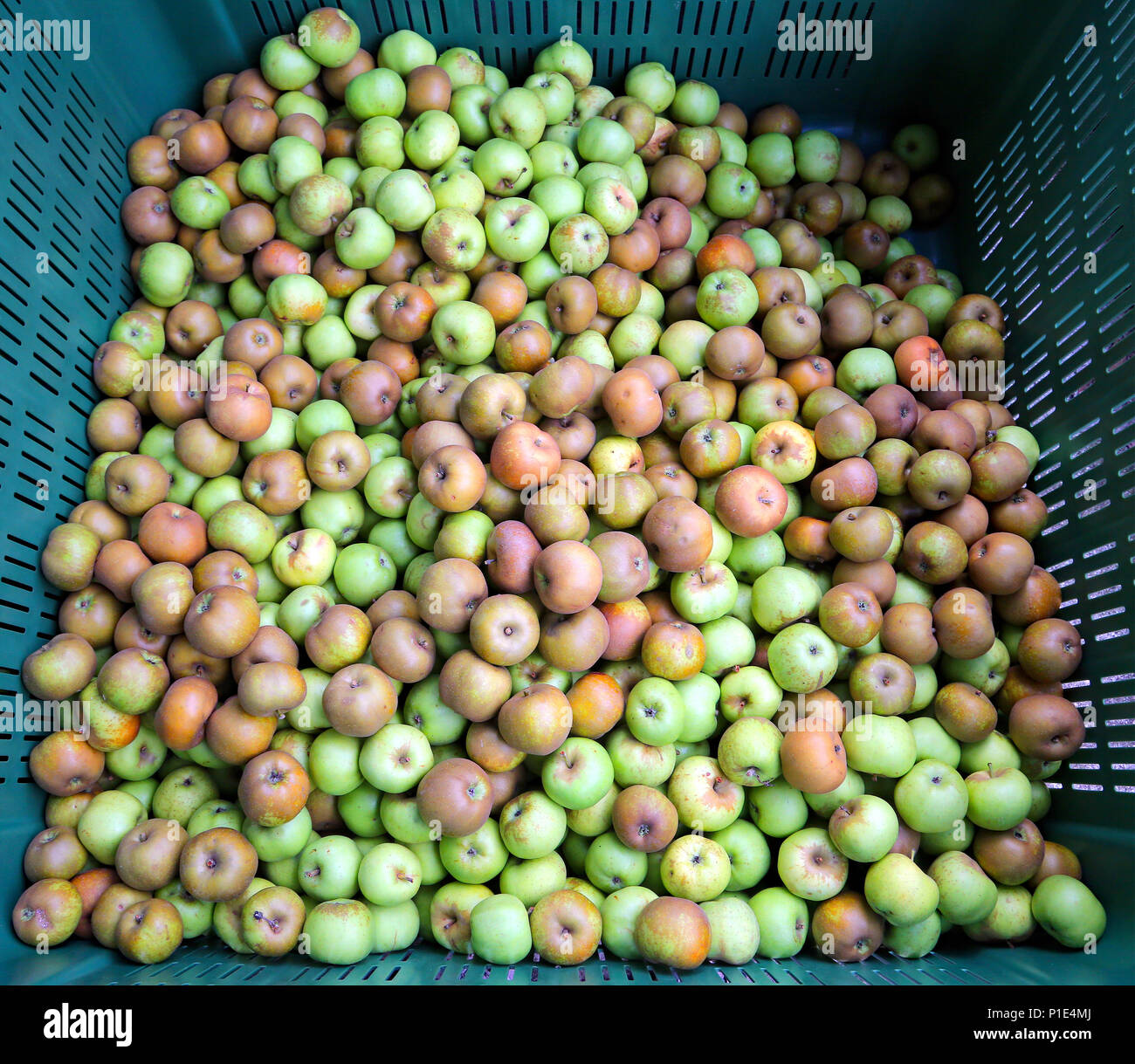 Mele Verdi nella scatola per la vendita nel mercato Foto Stock