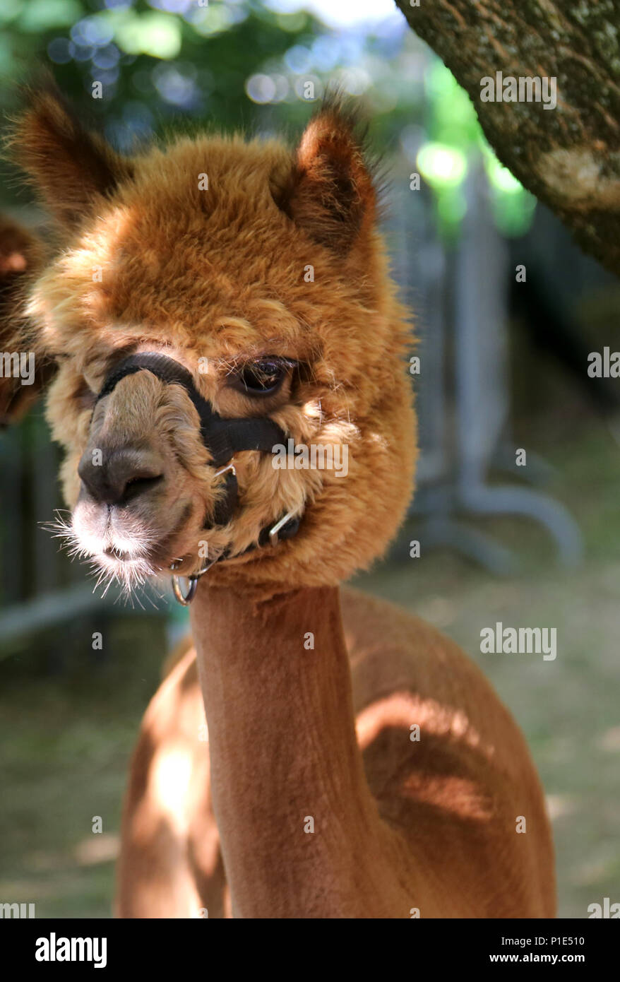 Muso di un marrone Alpaca una specie animali domestiche di South American camelid Foto Stock