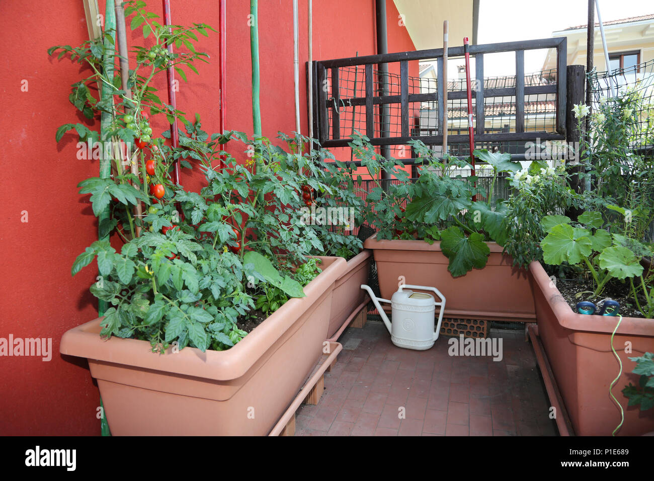 Agricoltura Sostenibile Come La Coltivazione Di Pomodori E Zucchine In Vasi Sulla Terrazza Dell Appartamento E Un Giallo Annaffiatoio Foto Stock Alamy