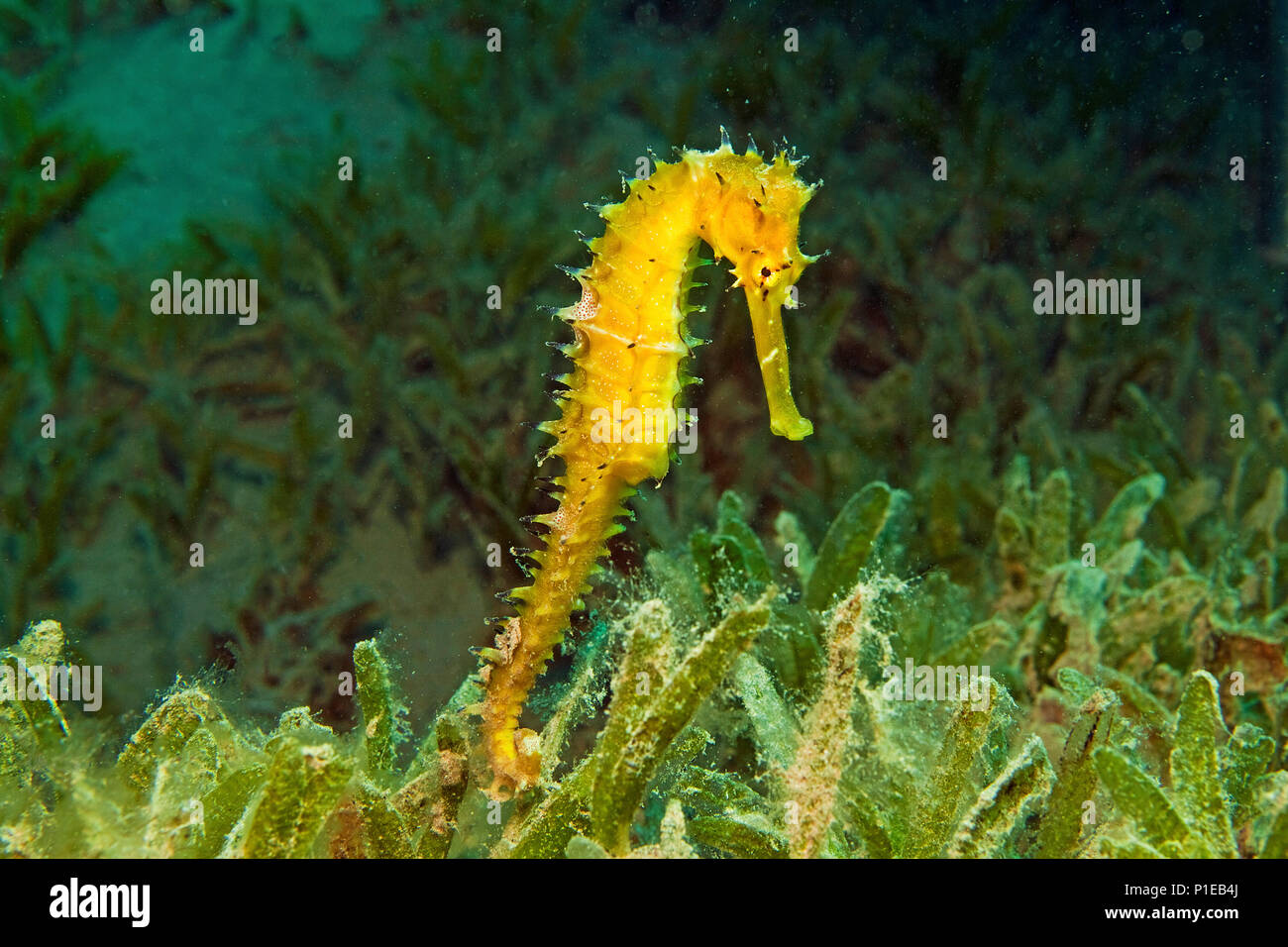 Cavalluccio marino spinosa (ippocampo jayakari) in mare di erba, Marsa Alam, Egitto, Mar Rosso Foto Stock