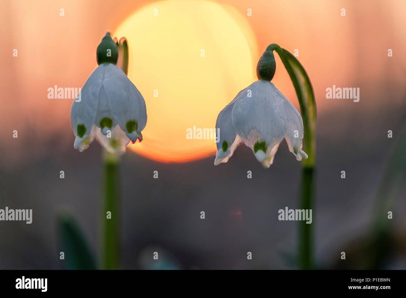 Il simbolo del fiocco di neve di primavera Foto Stock