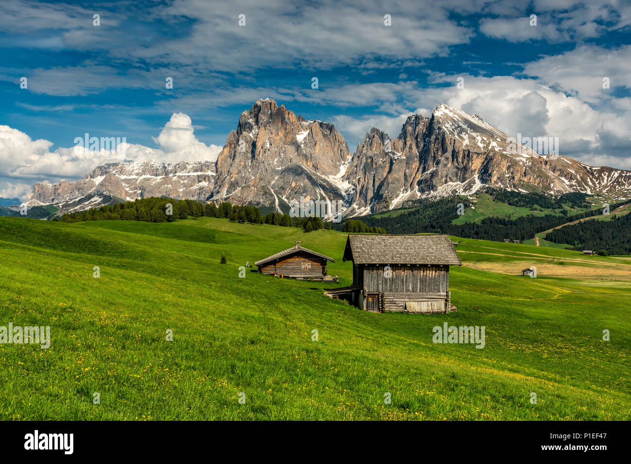 Alpe di Siusi - Alpe di Siusi con Sella e Sassolungo - Sassolungo gruppo montuoso, Trentino Alto Adige - Alto Adige, Italia Foto Stock