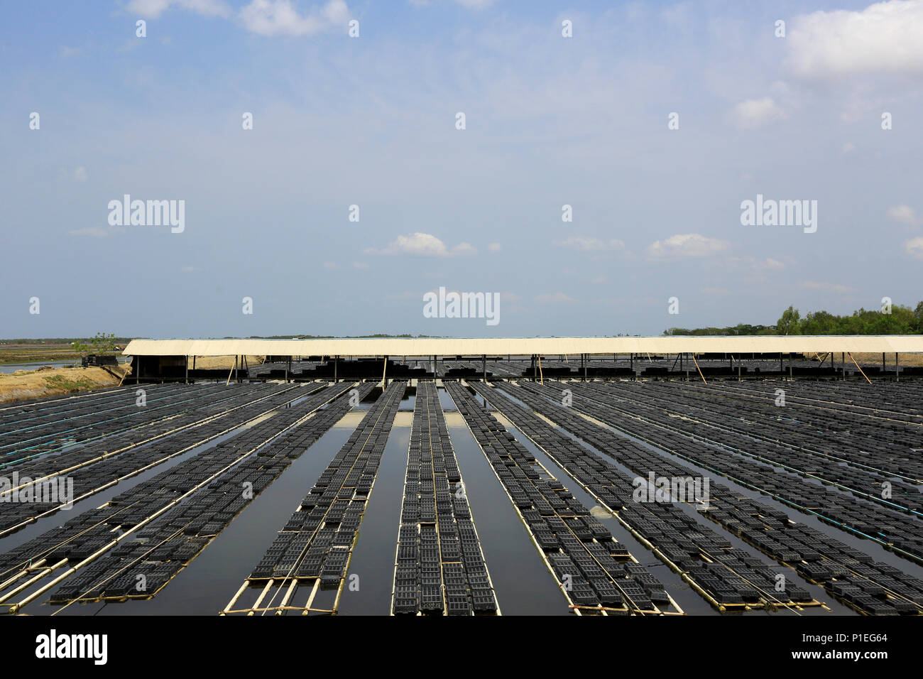 Un granchio commerciale azienda agricola a Munshiganj a Satkhira, Bangladesh Foto Stock