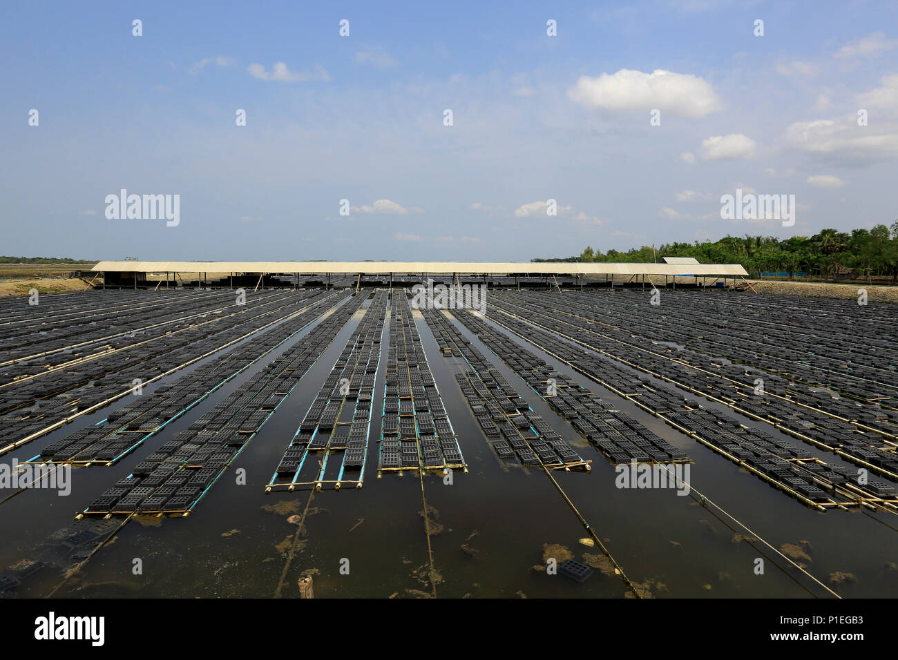 Un granchio commerciale azienda agricola a Munshiganj a Satkhira, Bangladesh Foto Stock