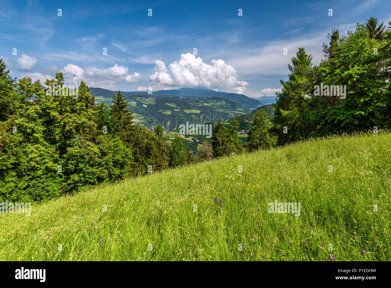 Scenic estate paesaggio di montagna, Collepietra - Steinegg, Trentino Alto Adige - Alto Adige, Italia Foto Stock