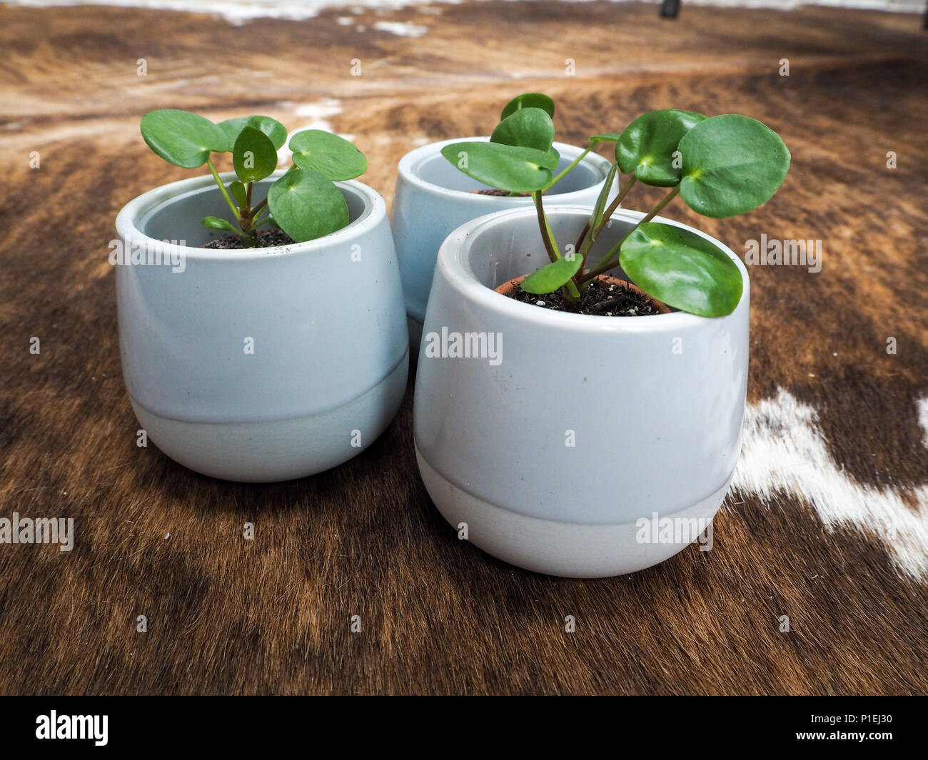 Tre baby pilea peperomioides o pancake impianto ( Urticaceae) su un tappeto di vacchetta Foto Stock