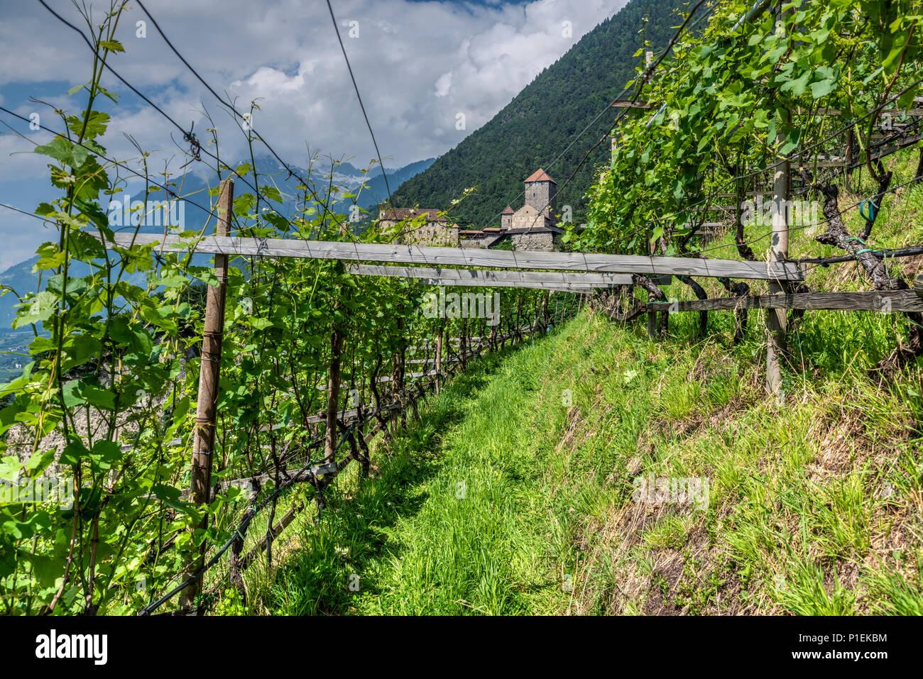 Castel Tirolo o Castel Tirolo, Tirolo - Tirolo, Trentino Alto Adige - Alto Adige, Italia Foto Stock