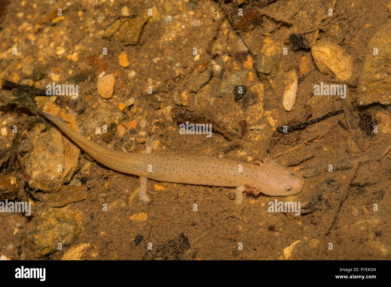 Larvale Blue Ridge Salamandra rossa (Pseudotriton ruber nitidus) Foto Stock