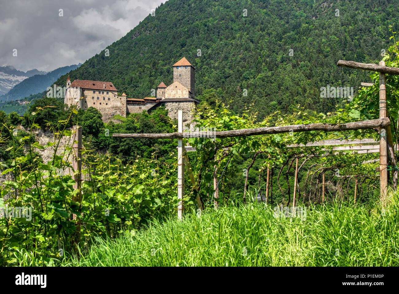 Castel Tirolo o Castel Tirolo, Tirolo - Tirolo, Trentino Alto Adige - Alto Adige, Italia Foto Stock