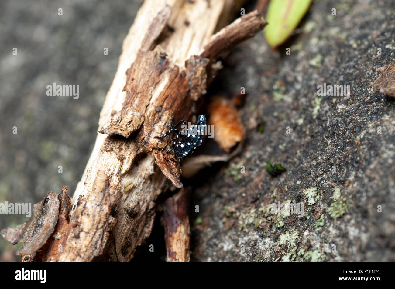 Vista ravvicinata di SPOTTED LANTERNFLY NYMPH (LYCORMA DELICATULA), Berks County, PENNSYLVANIA Foto Stock