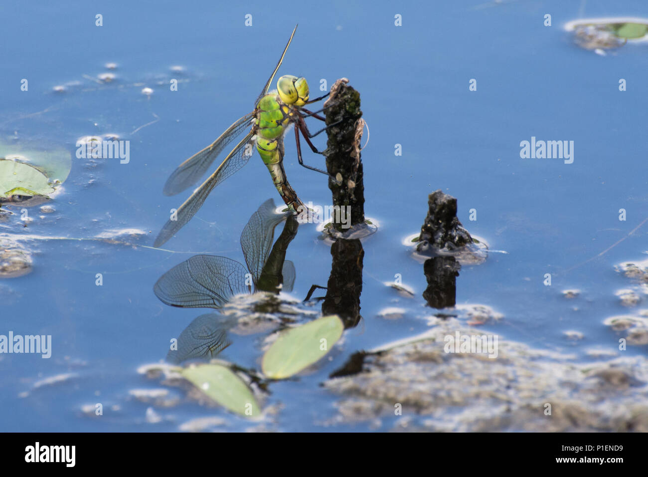 Femmina a forma di libellula imperatore (Anax imperator) ovipositing (deposizione delle uova) in uno stagno, REGNO UNITO Foto Stock