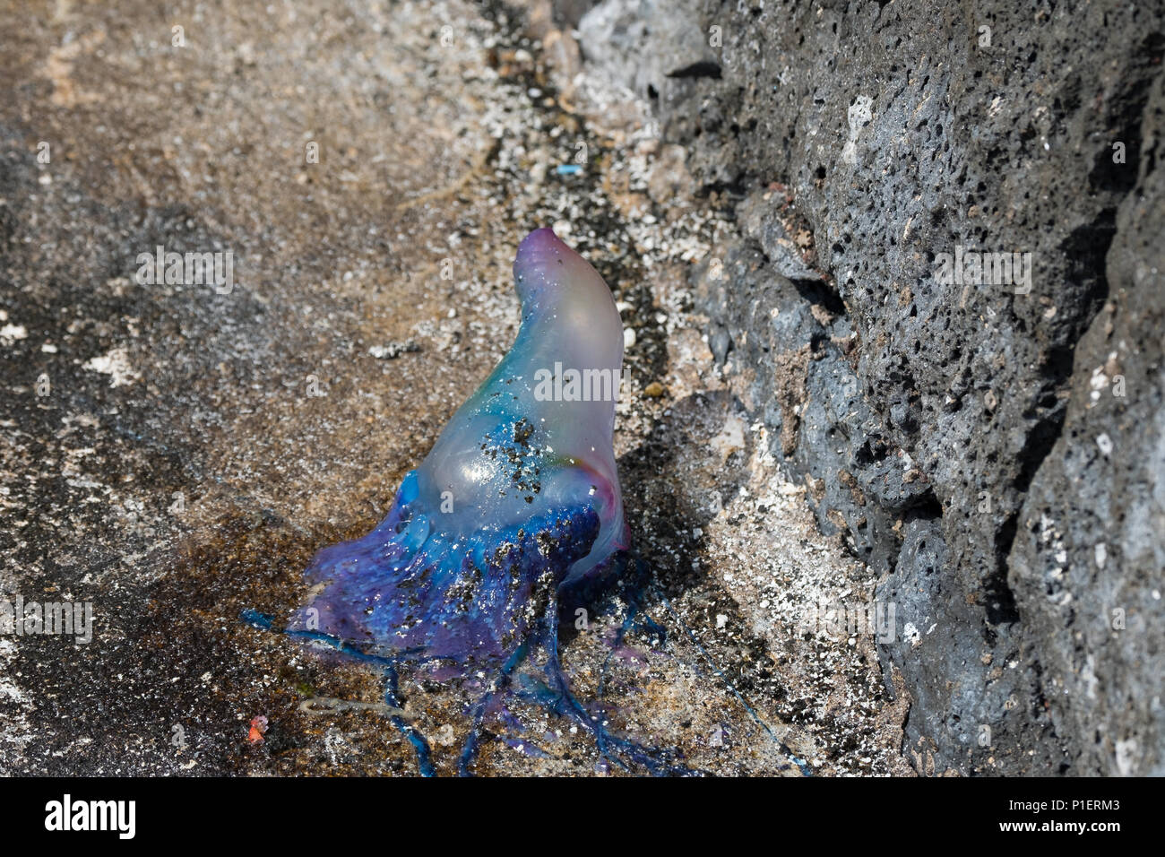 Il portoghese uomo di guerra o bluebottle è ancora pericoloso quando è morto Foto Stock