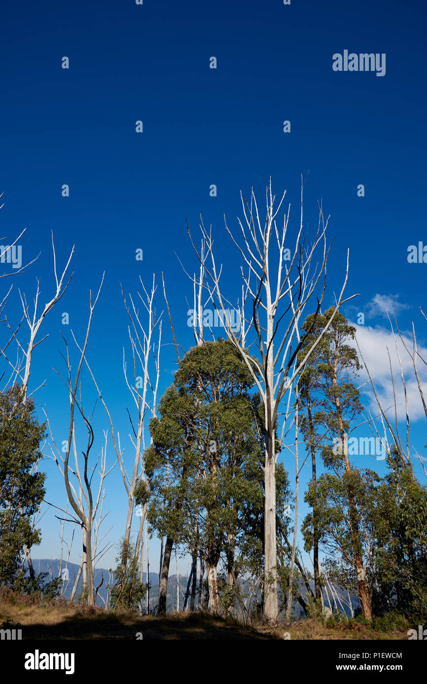Nuovi alberi a partire da sostituire precedentemente alberi bruciati, ora sbiancata dal maltempo e tempo. Foto Stock