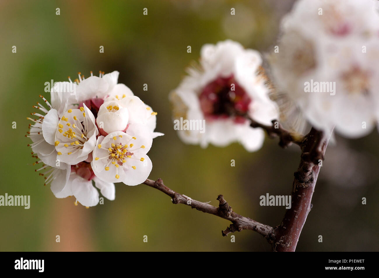 Close up a fioritura primaverile di albicocche Foto Stock