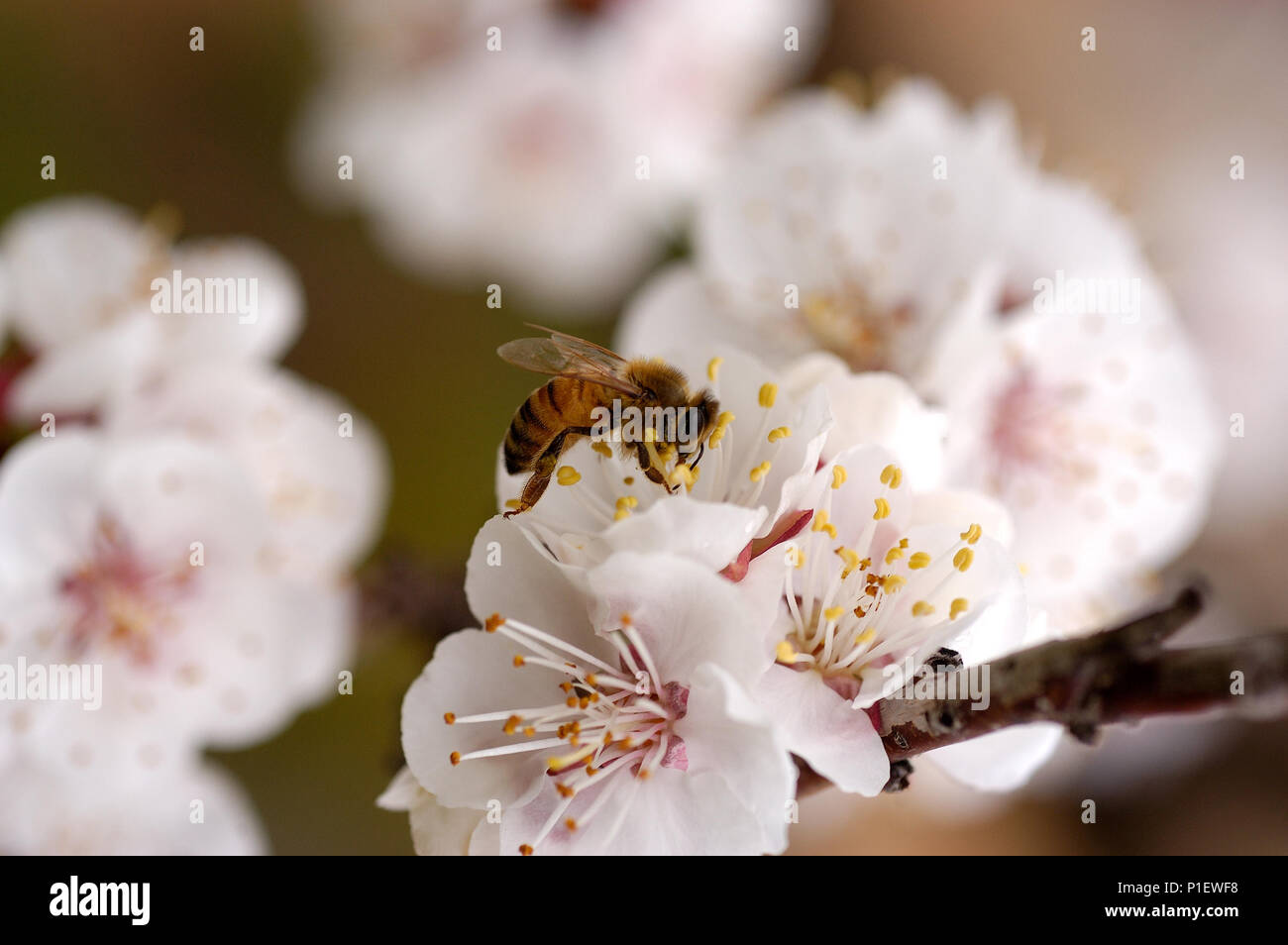Il miele delle api nectare raccolta da albicocca fioritura. Foto Stock