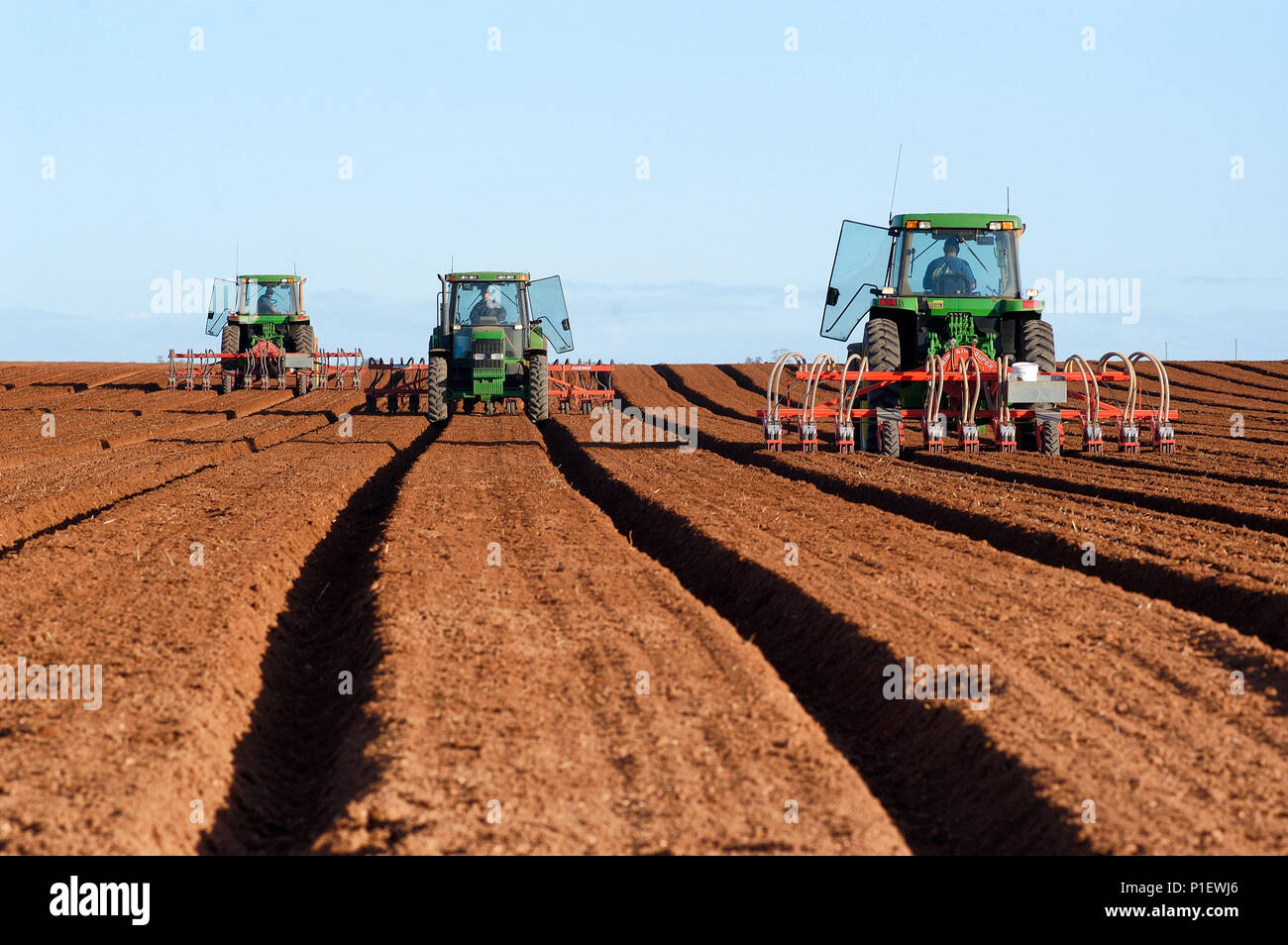 La semina di semi di carota, Rocky Lamatinna e figli proprietà, Wemen, Victoria, Australia. Foto Stock