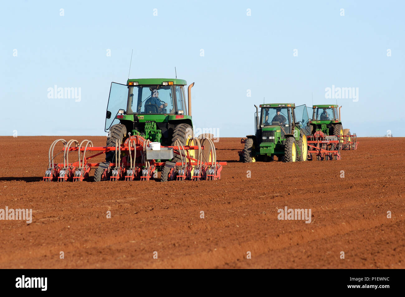 Mehanical la semina di semi di carota, Rocky Lamatinna & Sons, Wemen, Victoria Australia. Foto Stock