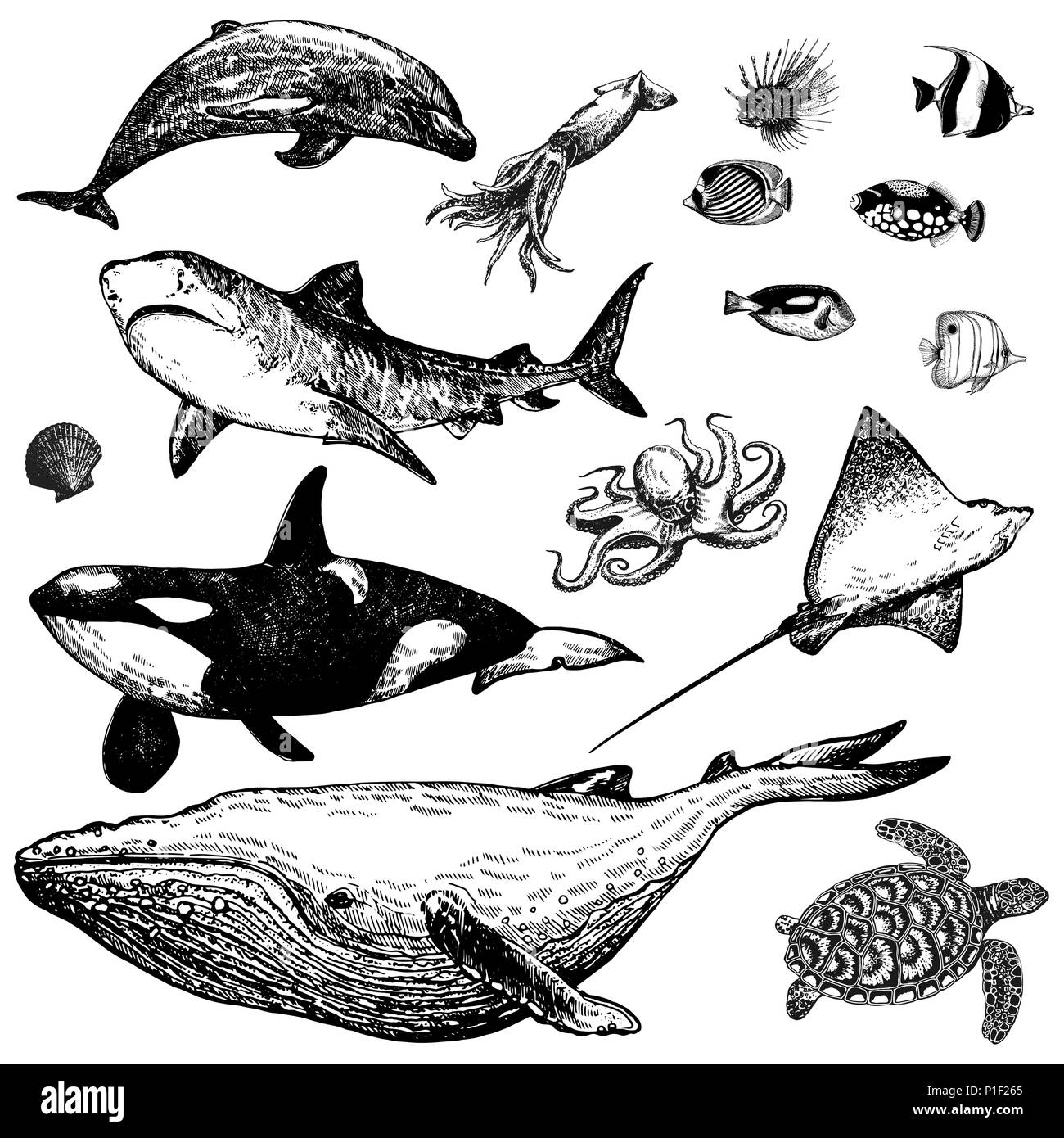 Set Di Disegnato A Mano Stile Di Disegno Di Animali Marini E Pesci Tropicali Isolati Su Sfondo Bianco Illustrazione Vettoriale Immagine E Vettoriale Alamy