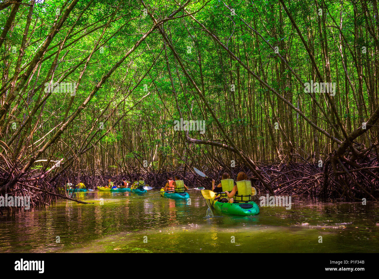 Gruppo di turisti kayak nella giungla di mangrovie Foto Stock