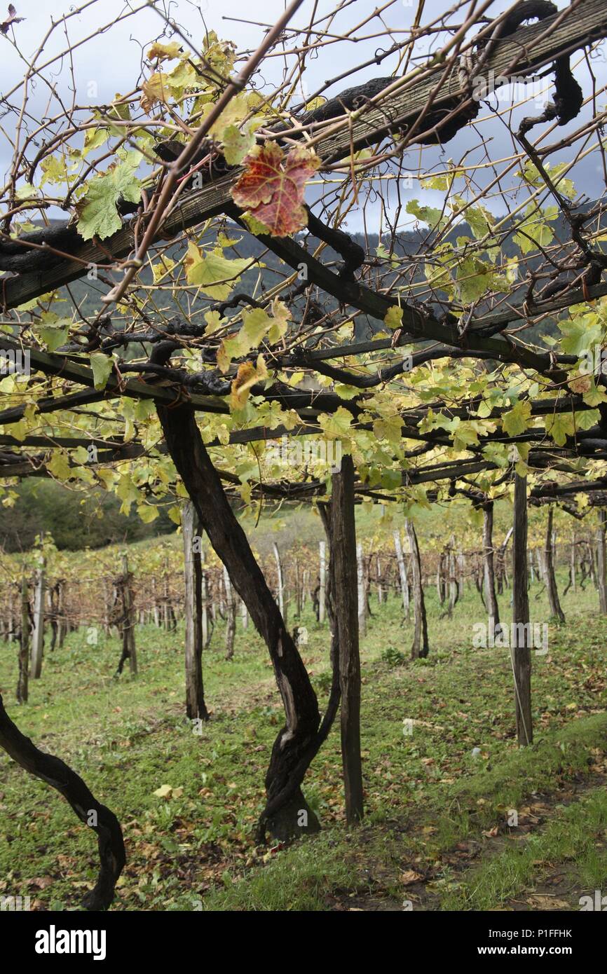 Spagna - Paese Basco - Munguia (distretto) - Golfo di Guascogna. Bakio / Baquio; viñedos para producir el vino txakoli "' (característico de la zona). Foto Stock