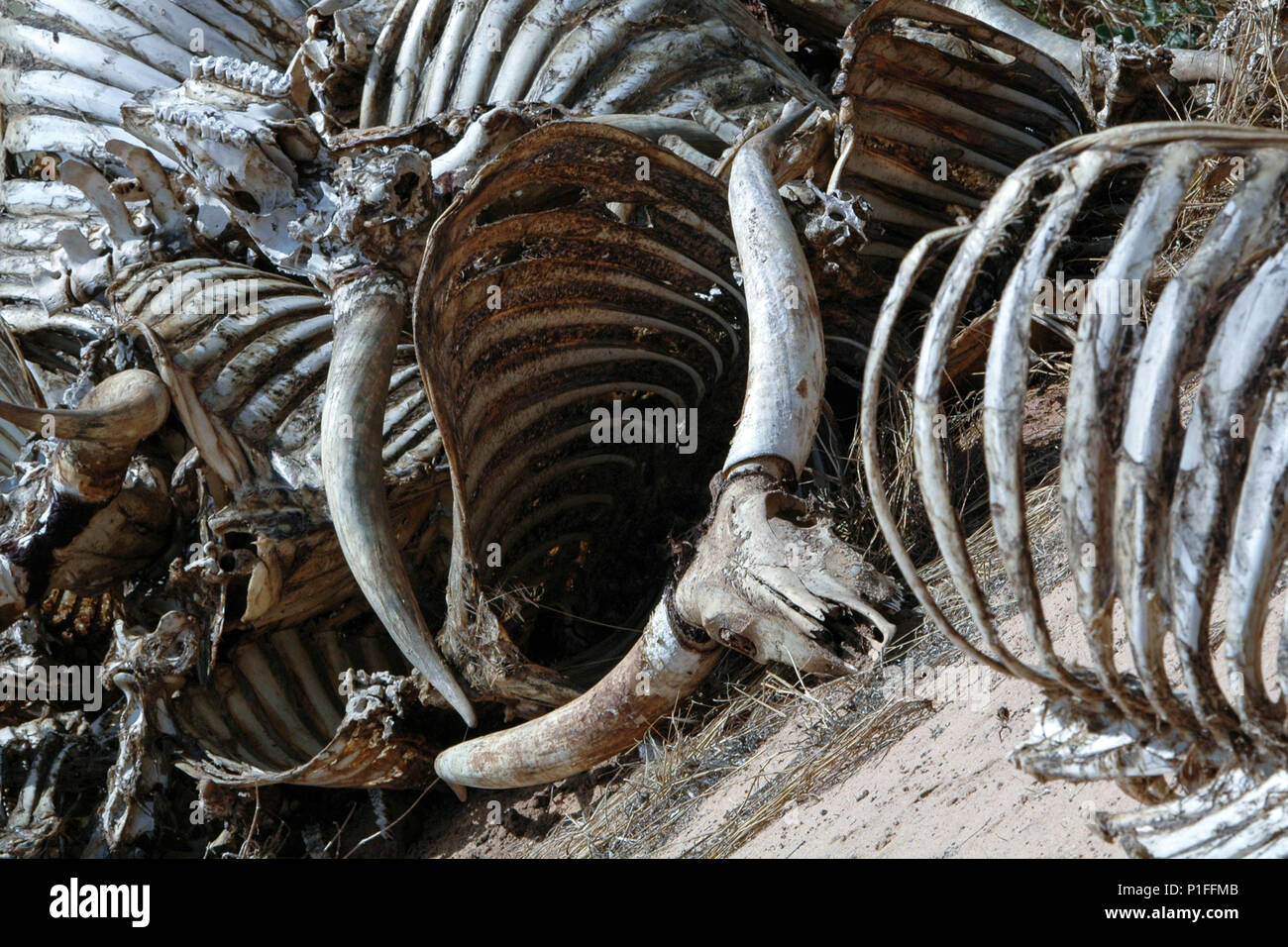 Scheletri di animali morti durante una carestia in Niger rurale, Africa Foto Stock
