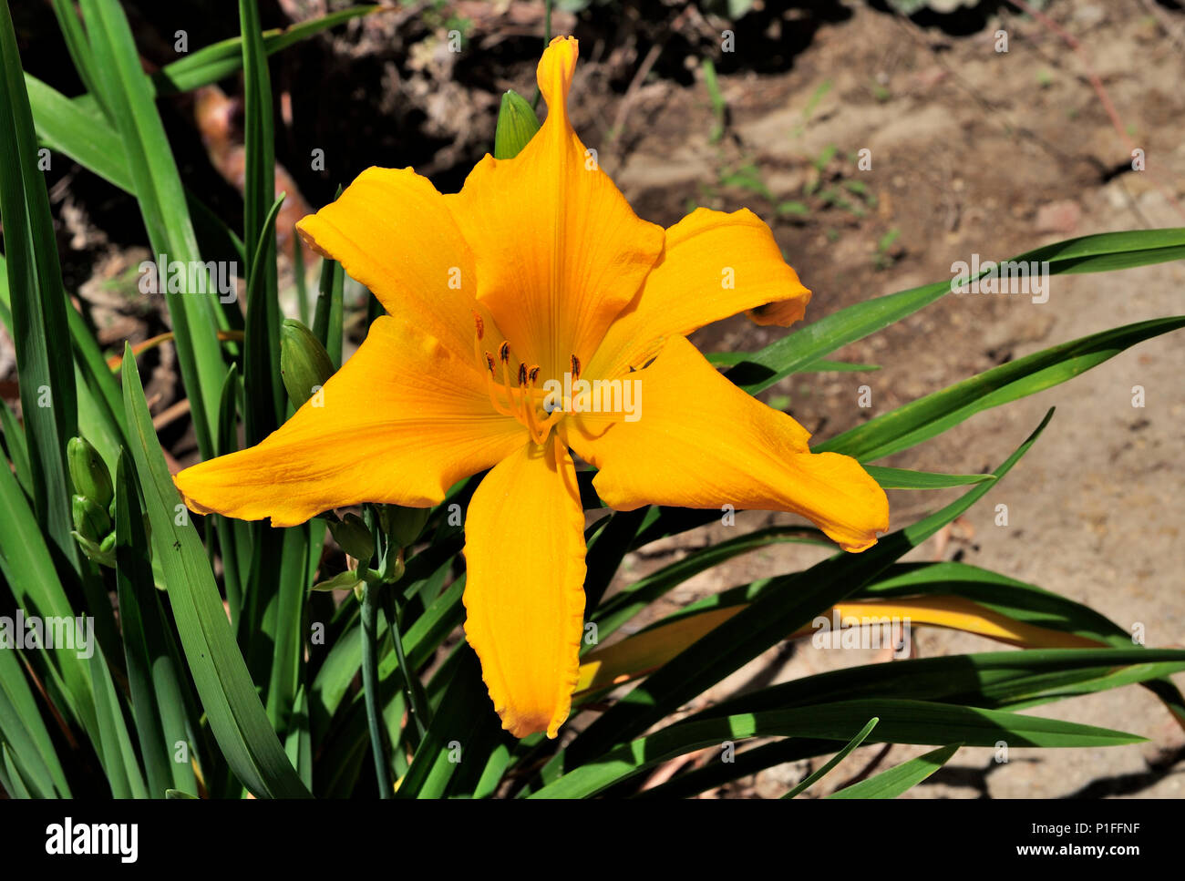 Daylily, Hemerocallis, Mission Viejo, CA 80520 30445 Foto Stock