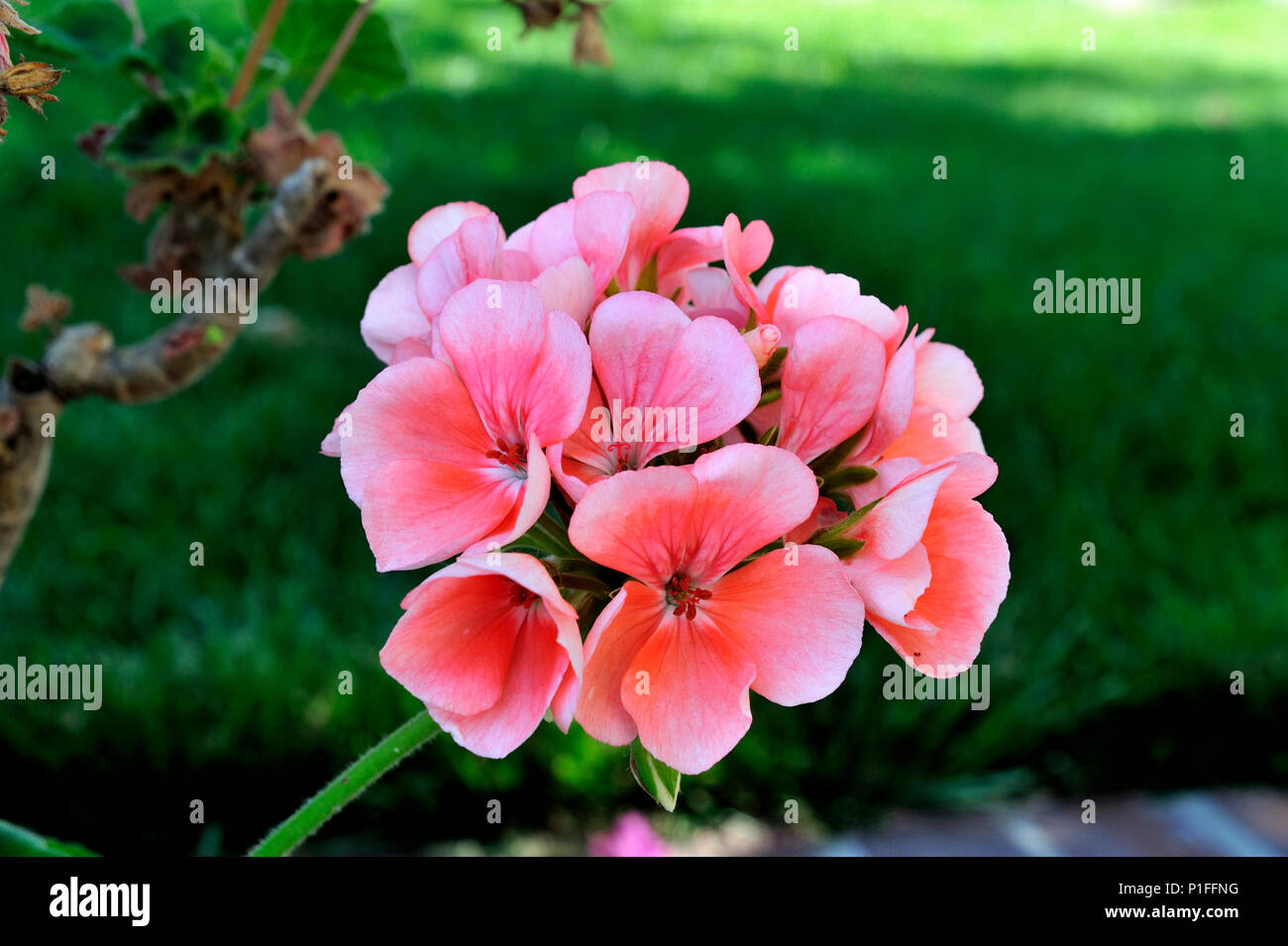 Rosa , Geranio Pelargonium, Mission Viejo, CA 80520 30447 Foto Stock