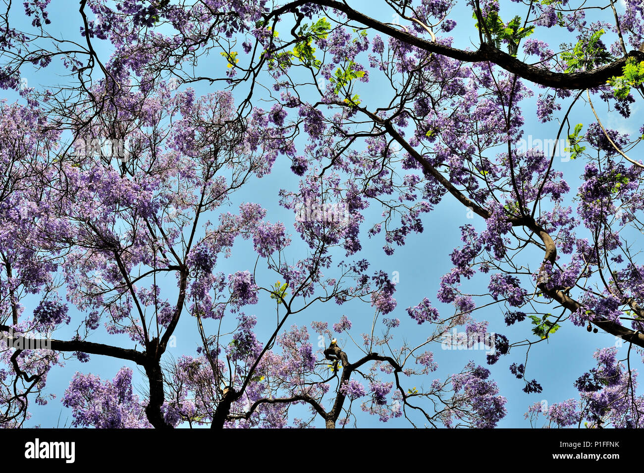 Jacaranda mimosifolia, Blu Jacaranda; Myrtle Street, Santa Ana CA; 080528 30485 Foto Stock