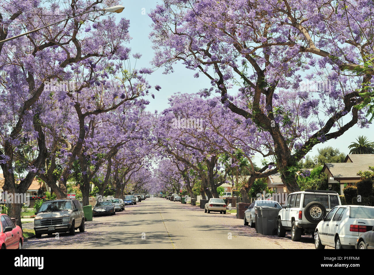 Jacaranda mimosifolia, Blu Jacaranda; Myrtle Street, Santa Ana CA; 080528 30490 Foto Stock