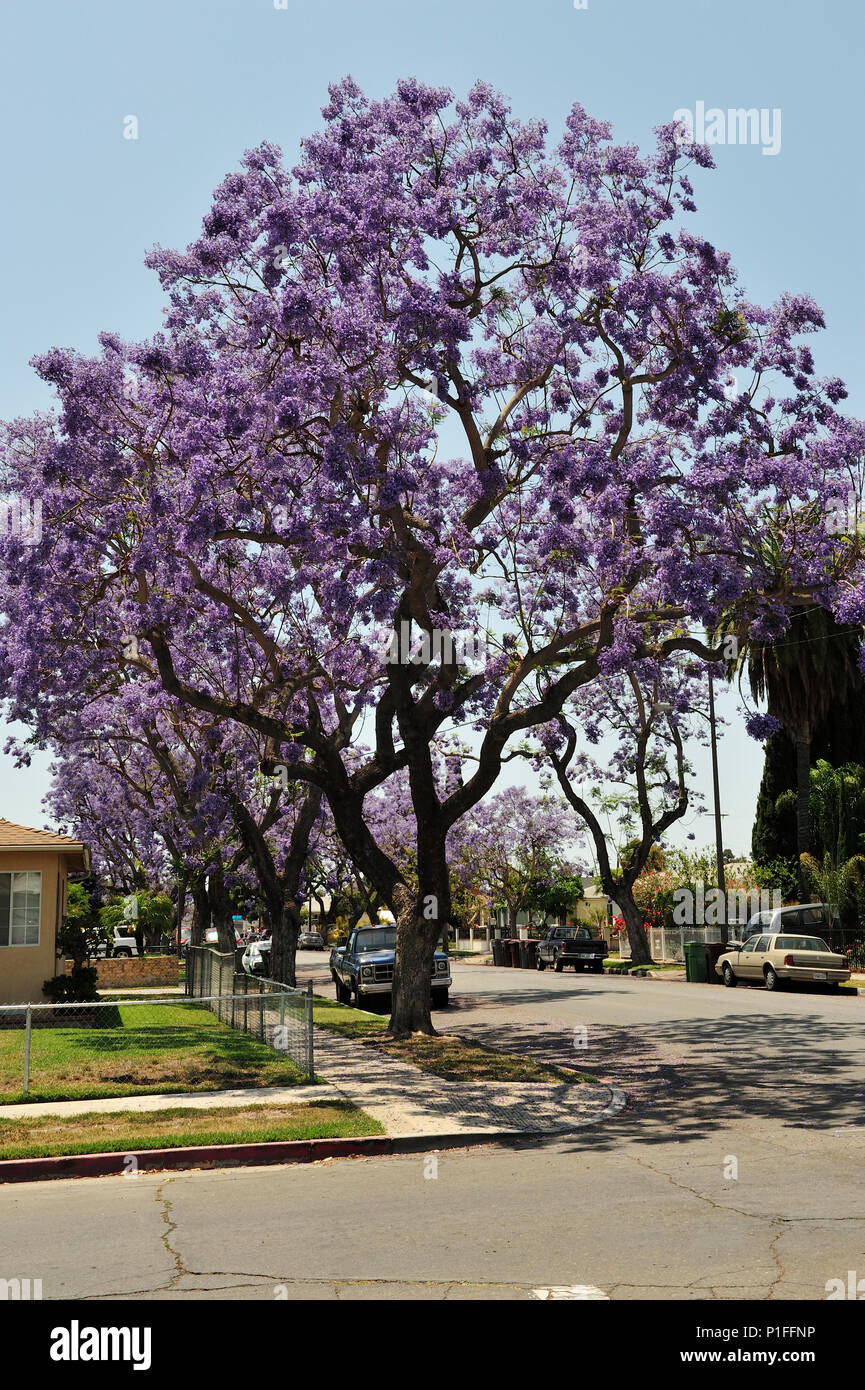 Jacaranda mimosifolia, Blu Jacaranda; Myrtle Street, Santa Ana CA; 080528 30500 Foto Stock