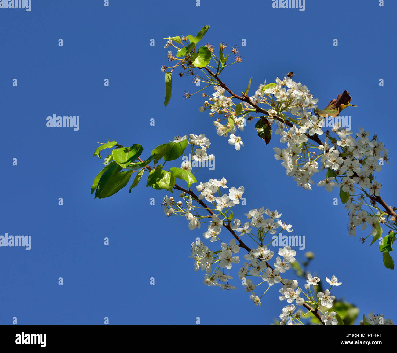 Bradford Pear Tree, Pyrus calleryana, Pear Tree blumi, Mission Viejo, CA 120208 70569 Foto Stock