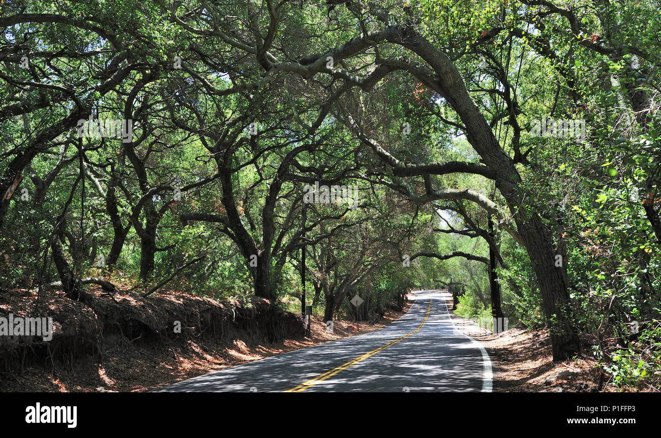 A strapiombo alberi di quercia, Live Oak Canyon Road, O'Neil Parco Regionale, Orange County, CA 120714 30512 Foto Stock