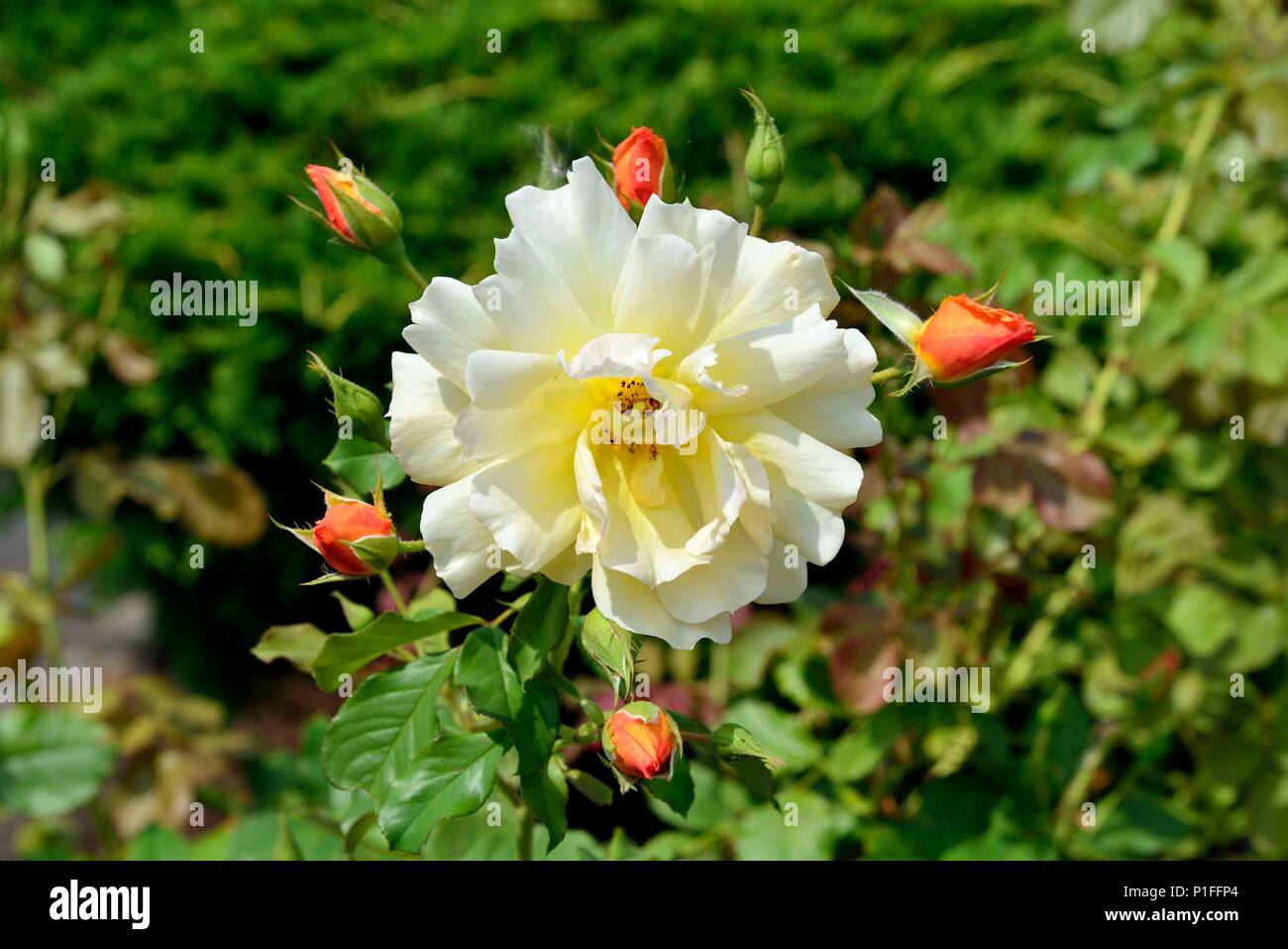 Autunno Sunset Roses, albicocca cluster di oro, ricca fragranza, Portland, O 170827 68053 Foto Stock