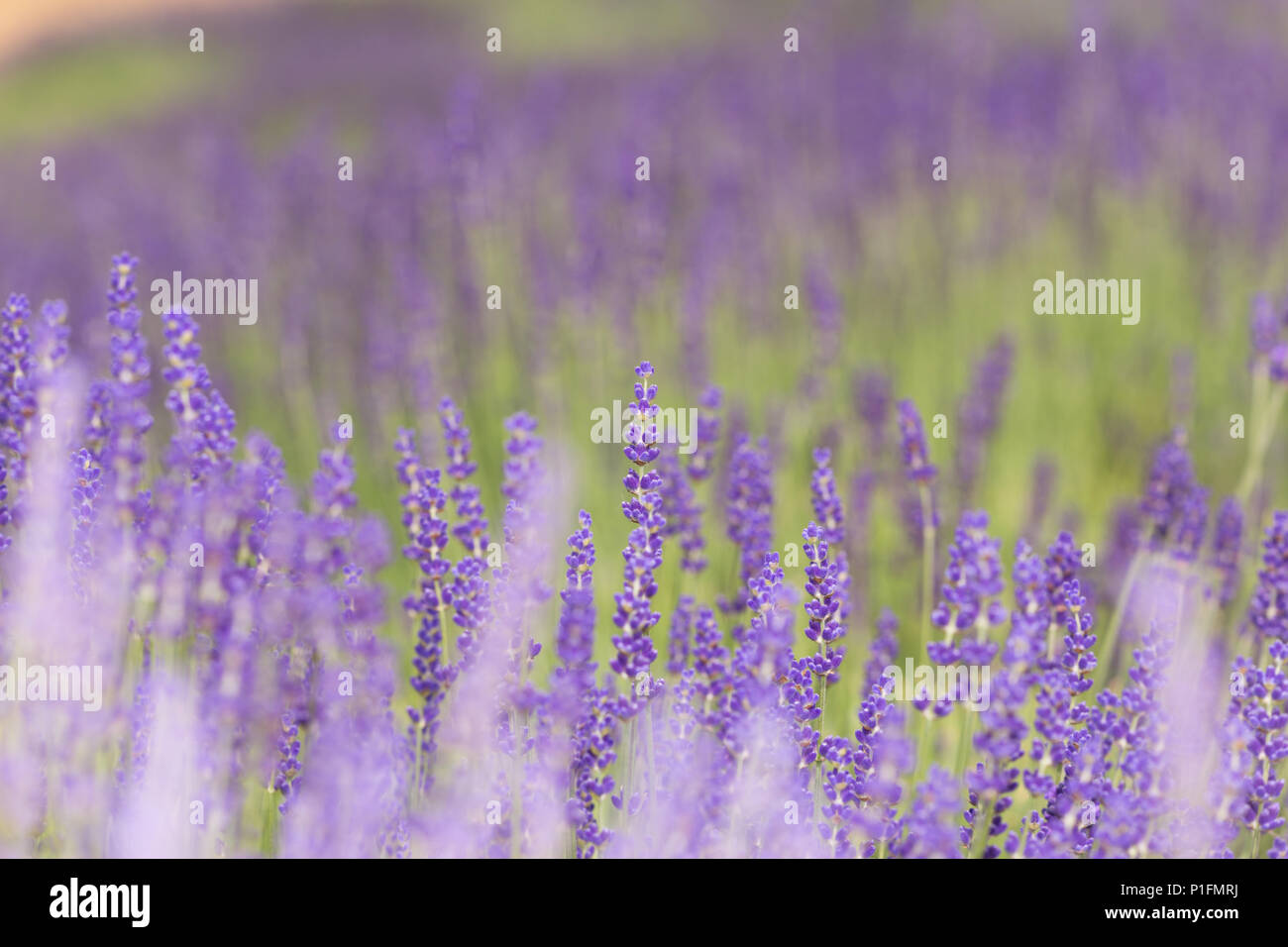 Fiorente campi di lavanda Foto Stock