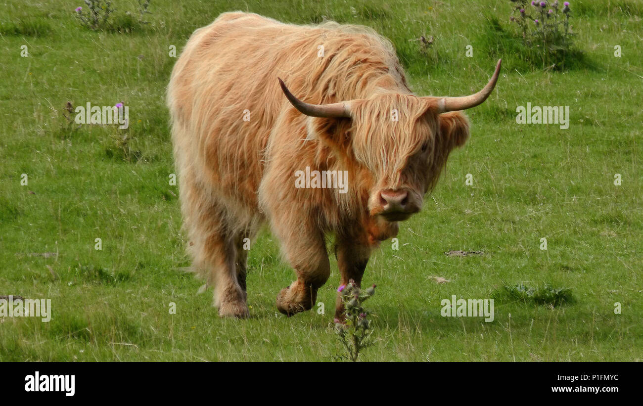 L'Europa, la Scozia, Regno Unito, Inghilterra, paesaggio, Highland bovini Highland scozzesi, bestiame, Europa, Schottland, Grossbritannien, Landschaft, Hig Foto Stock