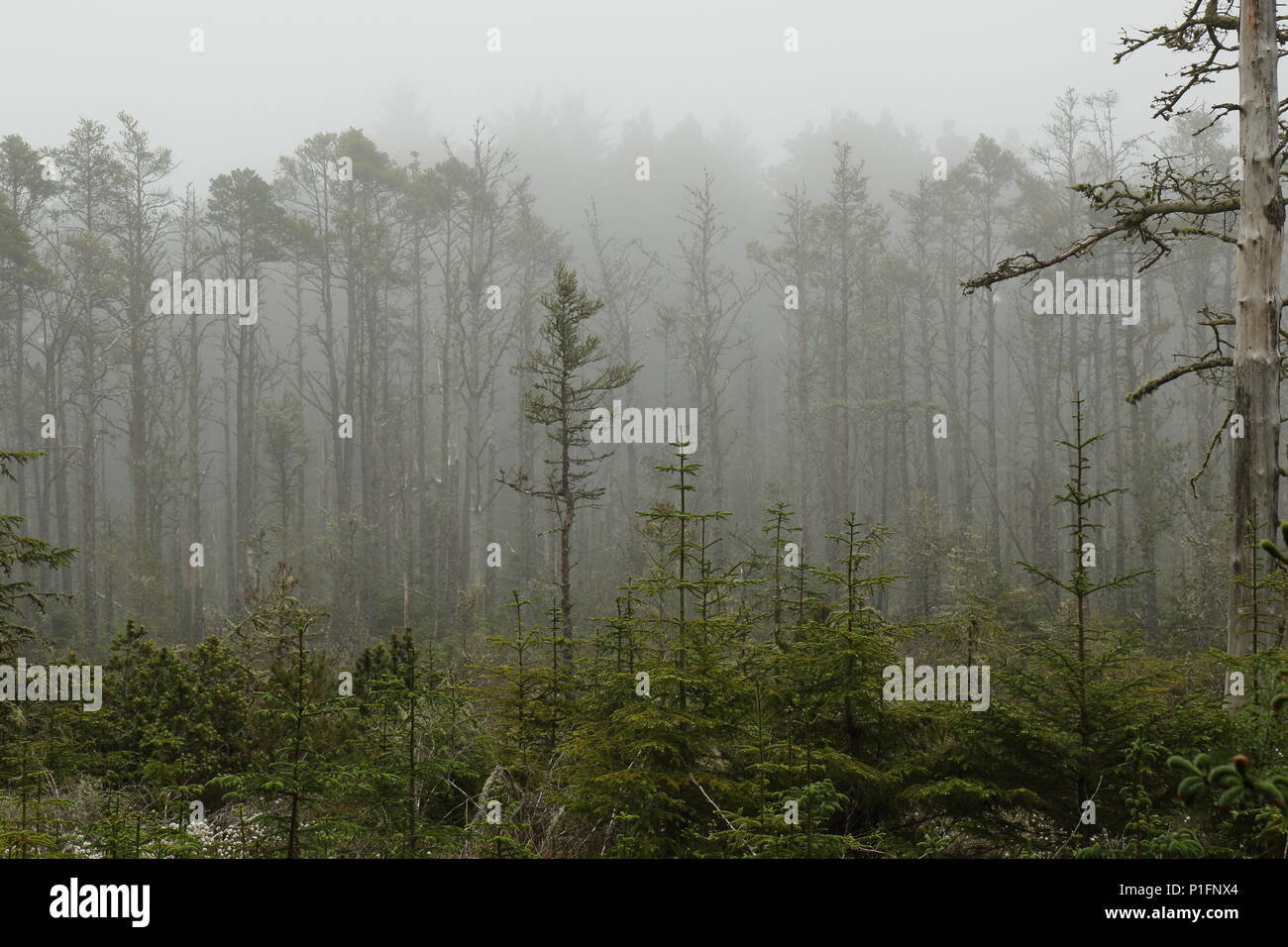 Foresta nazionale in Scozia; legno di Misty Camore, Dornoch in Sutherland. Scozia. REGNO UNITO Foto Stock